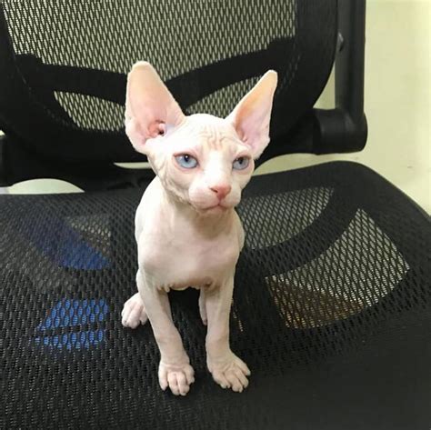 They have had both injections and they are using the li. . Sphynx cat for sale craigslist california